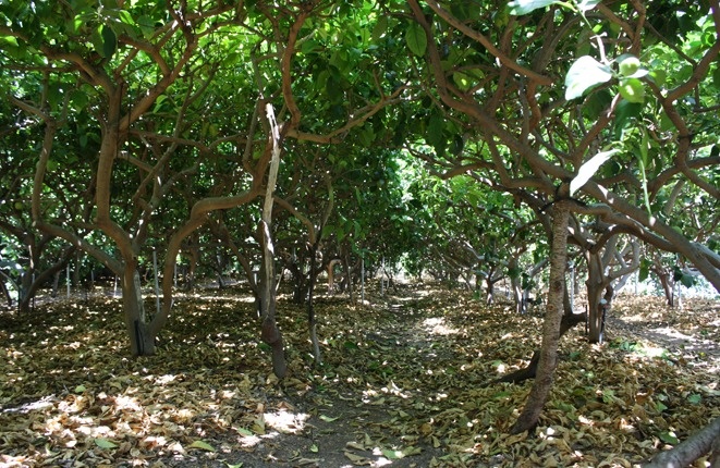 Plantación de limones 